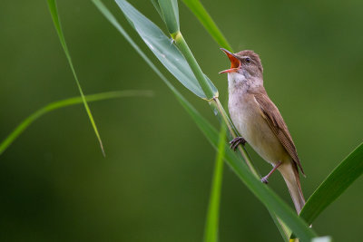 great reed warbler(Acrocephalus arundinaceus, NL: grote karekiet)
