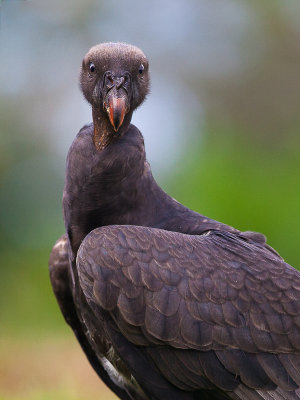 king vulture (juv.)(Sarcoramphus papa)