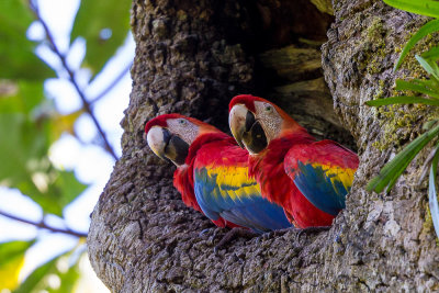 scarlet macaw(Ara macao)