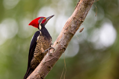 lineated woodpecker(Dryocopus lineatus)
