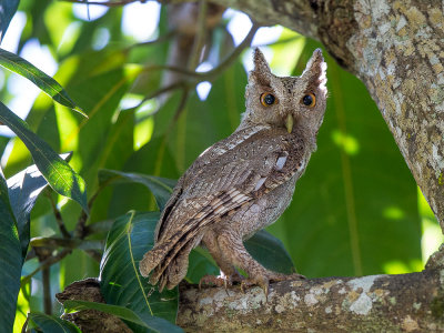 pacific screech owl