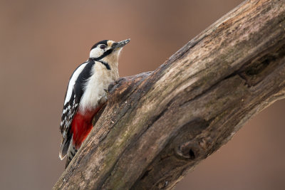 great spotted woodpecker(Dendrocopos major)