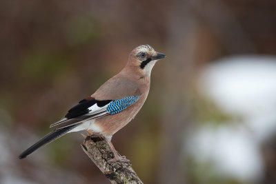 eurasian jay(Garrulus glandarius)