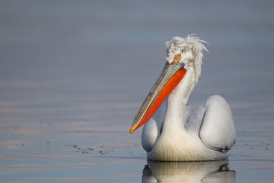 dalmatian pelican(Pelecanus crispus)