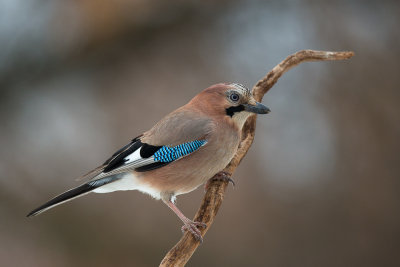 eurasian jay(Garrulus glandarius)