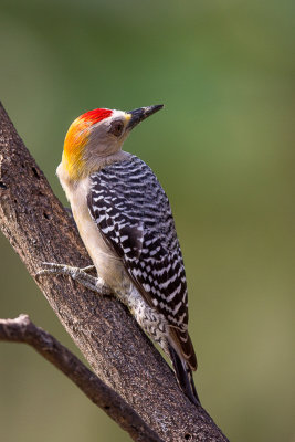 hoffmann's woodpecker(Melanerpes hoffmannii)