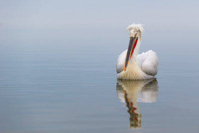 dalmatian pelican<br><i>(Pelecanus crispus)</i>