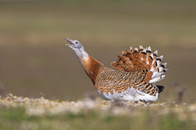 great bustard(Otis tarda)