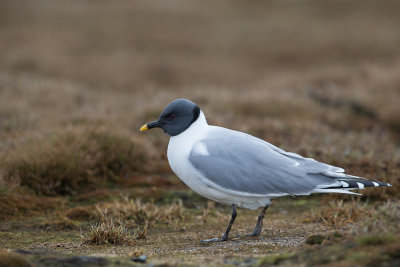 sabine's gull(Xema sabini)