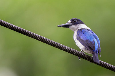 Sulawesi Halmahera