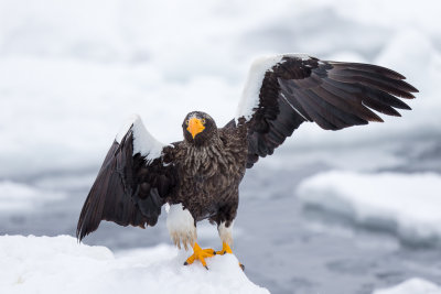 Steller's Sea-eagle(Haliaeetus pelagicus)