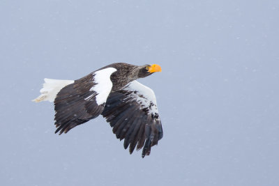 Steller's Sea-eagle(Haliaeetus pelagicus)