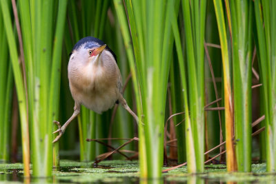 common little bittern<br><i>(Ixobrichus minutus)</i>