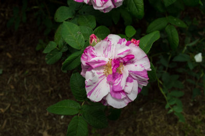 DSC_0018.jpg