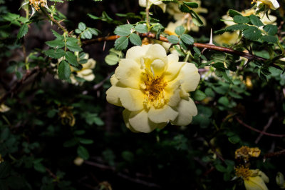 DSC_0052.jpg