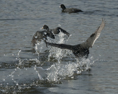 Foulques macroules (Fulica atra) courant sur l'eau