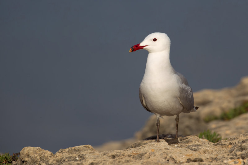 Audouins Gull (Ichthyaetus audouinii)