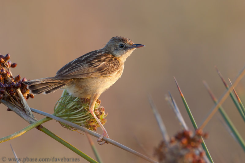 Zitting Cisticola (Cisticola juncidis)