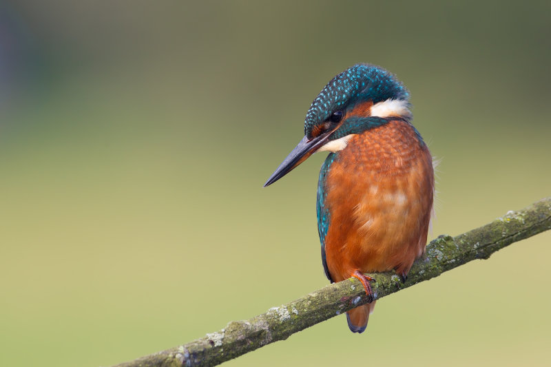 Common Kingfisher (Alcedo atthis)