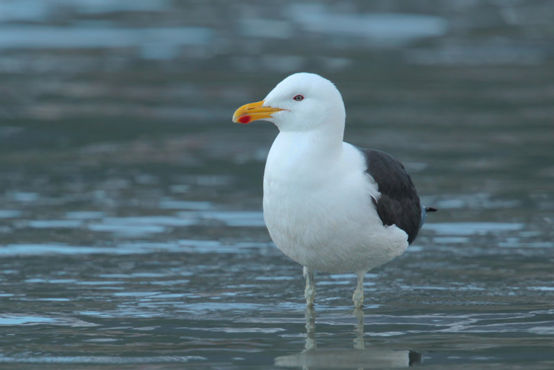 Kelp Gull (Larus dominicanus)