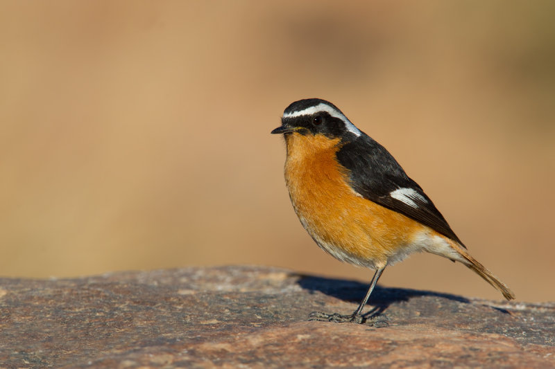 Moussiers Redstart (Phoenicurus moussieri)