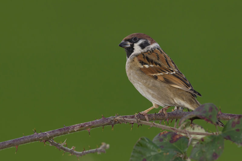 Eurasian Tree Sparrow (Passer montanus)