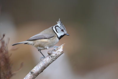 Crested Tit (Lophophanes cristatus)