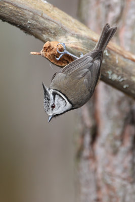 Crested Tit (Lophophanes cristatus)