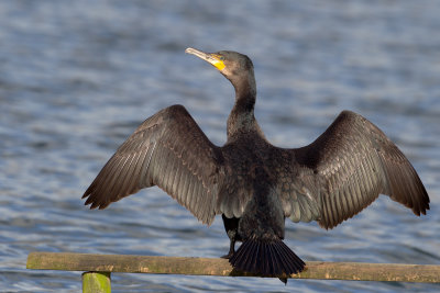 Great Cormorant (Phalacrocorax carbo)