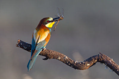 Kingfishers, Bee-eaters, Roller, Hoopoe and  Woodpeckers.