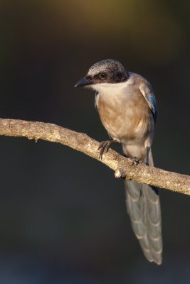 Iberian Azure-winged Magpie (Cyanopica cooki)