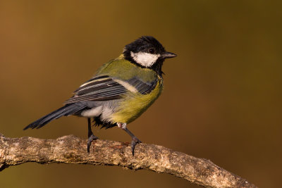 Great Tit (Parus major)