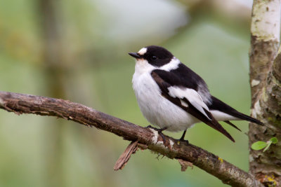 Collared Flycatcher (Ficedula albicollis)