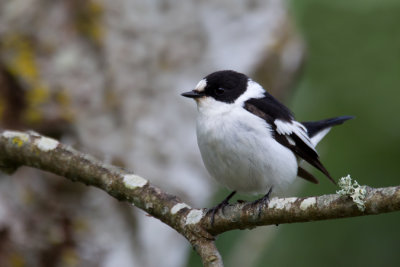 Collared Flycatcher (Ficedula albicollis)