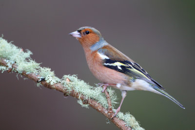 Common Chaffinch (Fringilla coelebs)