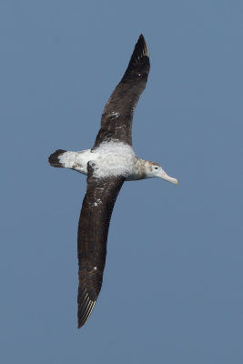 Wandering Albatross (Diomedea exulans)