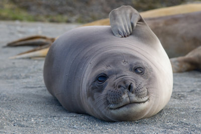 Southern Elephant Seal (Mirounga angustirostris)