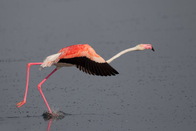 Greater Flamingo - (Phoenicopterus roseus)