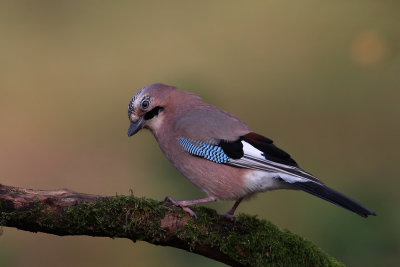 Eurasian Jay (Garrulus glandarius)