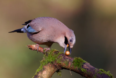 Eurasian Jay (Garrulus glandarius)