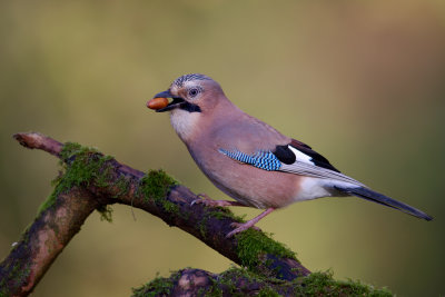 Eurasian Jay (Garrulus glandarius)