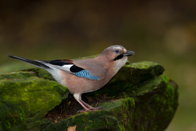 Eurasian Jay (Garrulus glandarius)