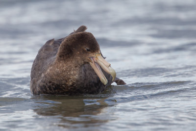 Southern Giant-Petrel (Macronectes giganteus)