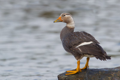 Flying Steamer-Duck (Tachyeres patachonicus)