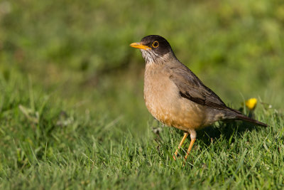 Austral Thrush (Turdus falcklandii magellanicus)