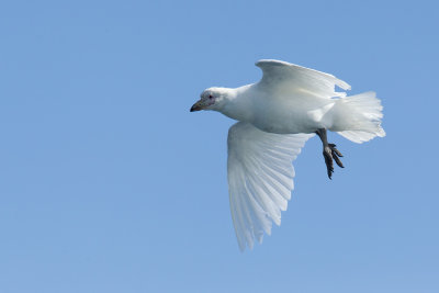 Snowy Sheathbill (Paloma antarctica)