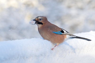 Eurasian Jay (Garrulus glandarius)