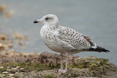 European Herring Gull (Larus argentatus)