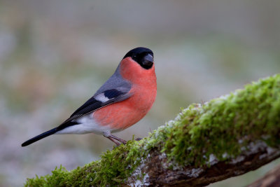 Bullfinch (Pyrrhula pyrrhula)