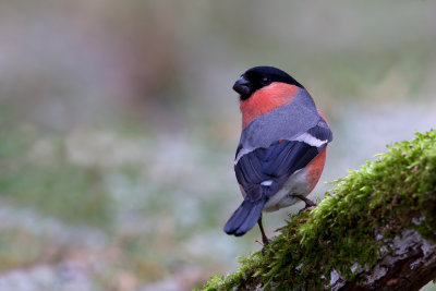 Bullfinch (Pyrrhula pyrrhula)